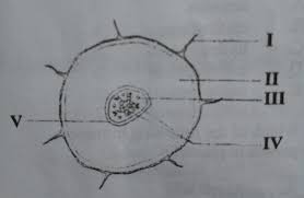 The 2020 neco result is yet to be released. Neco Biology Questions And Answers For 2020 Theory And Objectives This Or That Questions Biology Question And Answer