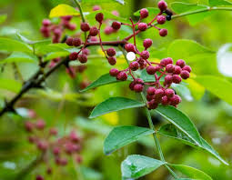 Prickly Ash Bark