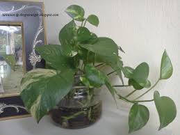 We did not find results for: The Money Plant Zenlifeastra