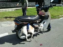 Melepaskan anjing tersepit bermaksud menolong akan seseorang yang tidak tahu untuk membalas budi kembali. A Persatuan Haiwan Malaysia Malaysia Animal Association Facebook