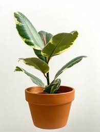 Image result for Ficus tremula