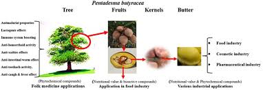 Image result for Pentadesma