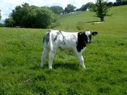 The belgian blue cattle are a breed of domestic beef cattle from belgium which are raised mainly for meat production, and also pretty good for the production of milk. Belgian Blue Calf Belgian Blue Cattle Animals