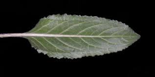 Image result for Senecio subsessilis