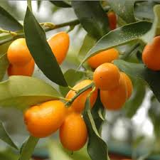 Meyer lemons can be peeled and the juice squeezed onto salads. Sweet Lemon Kumquat Grafted Fruit Plants Tree Exotic Flora