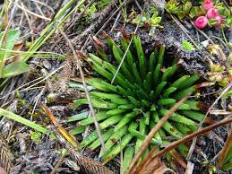 Image result for Isoetes schweinfurthii