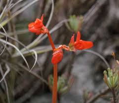 Image result for Behniaceae