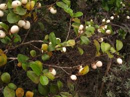 Image result for Aphloia theiformis