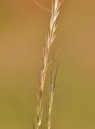 Image result for Aristida aemulans