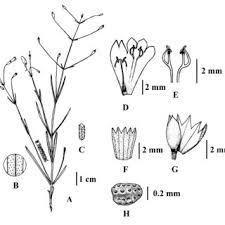 Image result for Vandellia diffusa