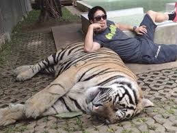 Vyaghrasana is an indian translation for tiger pose. Why Guys Are Posing With Tigers In Their Tinder Pictures And Why It Won T Get Them Any More Dates The Independent The Independent