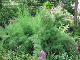Browse other questions tagged identification shrubs or ask your own question. Plant Identification Closed Id Please Feathery Foliage Long Pink Flower Spikes Woody 1 By Momomo