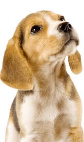 Our veterinarians will not vaccinate pets that have experienced a previous reaction to vaccinations. Easyvetclinic Alpharetta L Low Cost Pet Vaccines Alpharetta Ga Roswell Ga