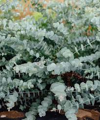 Image result for Eucalyptus