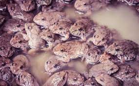 Katak makan ular pernah kita nyanyikan lagu bangau oh bangau semasa kecil dahulu. Hukum Mengonsumsi Daging Katak