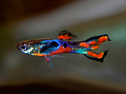 Jenis guppy dengan harga paling kuat ikan guppy blue dragon. Pair Of Red Giuseppe Dwarf Guppy Betta Solutions