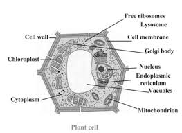 Anatomy (greek anatomē, 'dissection') is the branch of biology concerned with the study of the structure of organisms and their parts. Notes Class 7 Science Ch 11 Cell Structure And Micro Organisms Maha Board