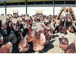 La gripe aviar es una infección causada por un cierto tipo de virus de la gripe aviar. Agricultura Ordenara El Confinamiento De Gallinas En Libertad Ante La Gripe Aviar