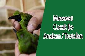 By admin may 31, 2021 5 Merawat Cucak Ijo Anakan Agar Tidak Mati Dan Gacor Hewan Id