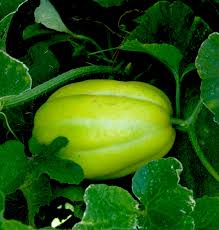 The mild and sweet flavor is reminiscent of a perfect honeydew combined with an asian pear. Peffley Korean Melons Uncommon But Easy To Grow