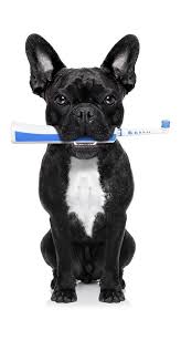 This makes it possible for your veterinarian to thoroughly and safely clean the teeth with. Pet Dentist In York Pa Leader Heights Animal Hospital