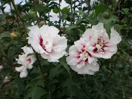 Pokok pikiran ketiga, yaitu negara harus memiliki bentuk yang sesuai dengan uudd. Bagaimana Untuk Menanam Taman Hibiscus Taman Hibiscus The Sultleties Of Tumbuh Dan Penjagaan Taman Hibiscus Plant Dan Varietinya