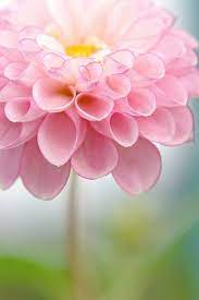 Beautiful Pink Dhalia Beautiful Flowers Love Flowers Pink Flowers