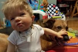 Fundraiser by William Leffert : Will's Service Dog