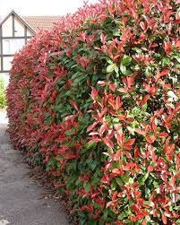 Once in autumn and again in spring, fertilize after pruning. Photinia Red Robin 8 Pot Hello Hello Plants Garden Supplies