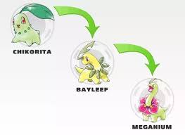 what is the evolution chart of chikorita according to the