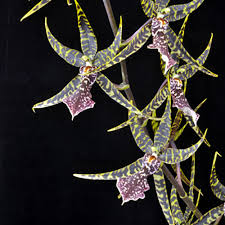 Image result for Bulbophyllum sandersonii