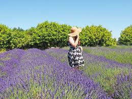 Read reviews keep current follow us Romantic Things To Do In Olympia Wa That Prove It S Perfect For Couples