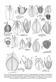 Image result for Schoenoplectus erectus