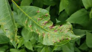 Image result for antraknóza ořešáku