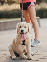 Because they combine exceptional intelligence with an eagerness to please, golden retriever puppies are relatively easy to train. The Golden Retriever Vs Labrador Which One Is Right For You Your Dog Advisor