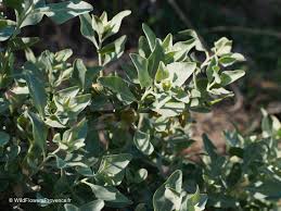 Image result for Atriplex halimus