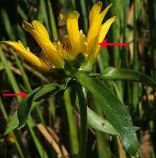 Image result for Bidens kirkii