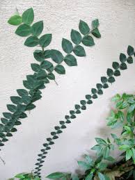 Plant pictured is what you receive! Pin On Plants Cryptogams Succulents Platycerium And Various Blossoms