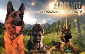 Since it's such an important topic, i decided to address this issue in a post to answer all the questions. German Shepherd Puppy For Sale In Nigeria