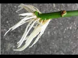 Pin On Rose Cutting