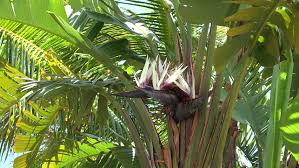 We did not find results for: Flower Of Giant White Bird Stock Footage Video 100 Royalty Free 17250805 Shutterstock