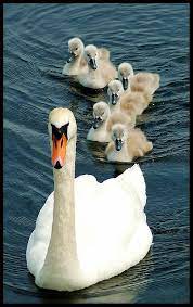 Enter the answer length or the answer pattern to get better results. Follow The Leader Mom And Her Six Little Babies Animals Baby Animals Cute Animals