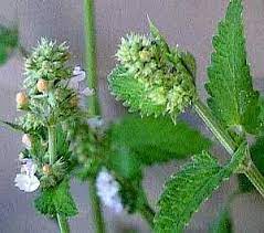 How To Grow The Best Catnip Catnip Plant Growing Catnip Catnip