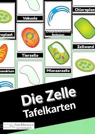 Die Zelle Tafelkarten Unterrichtsmaterial Im Fach Biologie Zellen Zelle Aufbau Tierische Zelle