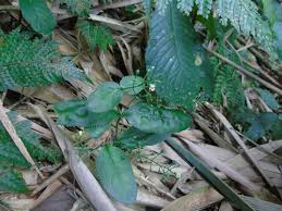 Image result for Vandellia subracemosa