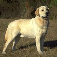 sporting group american kennel club labrador retriever dog breeds best dog breeds