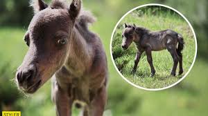 Маленький жеребенок – его невинность таит дикие фантазии