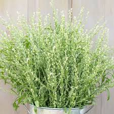 Image result for Lepidium sativum