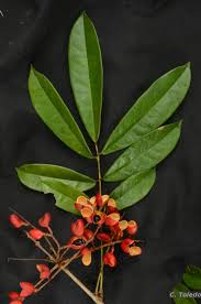 Image result for Connarus