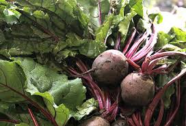 El potencial de la remolacha forrajera como alimento para el ganado |  CONtexto Ganadero
